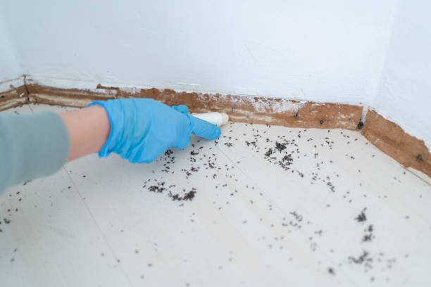 Best Residential Pest Control  in East Peoria, IL